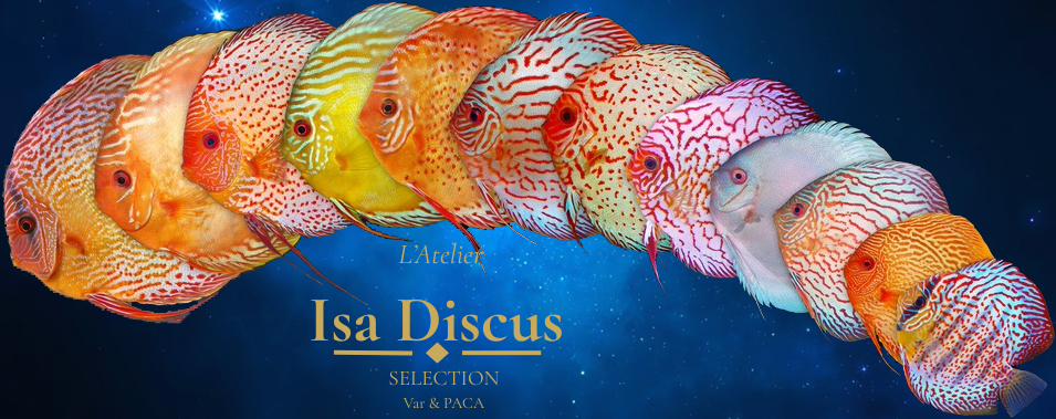 L'Atelier Isa Discus Sélection — Élevage de Discus de qualité — Var & PACA